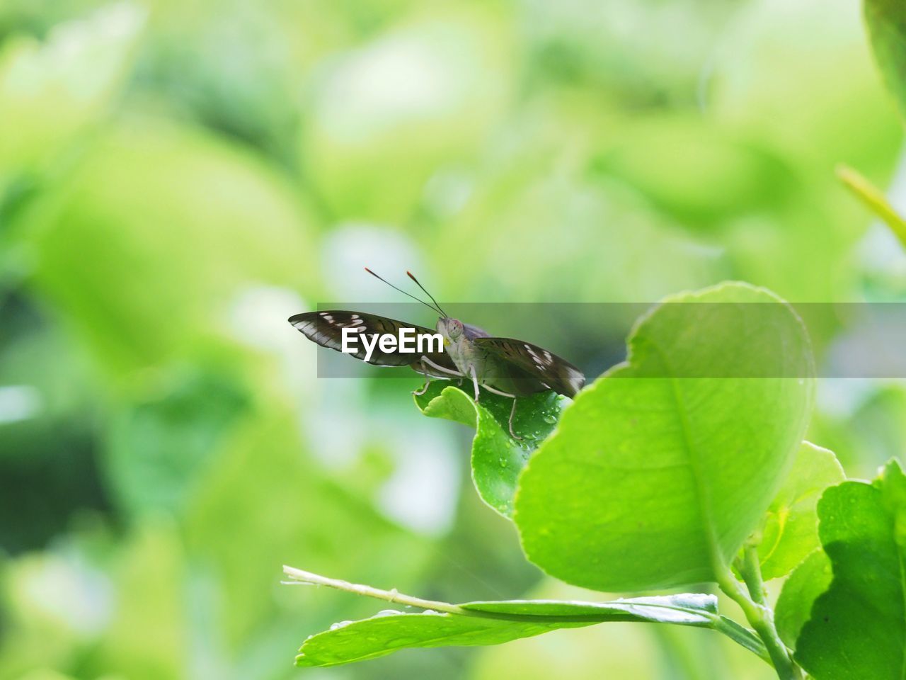 Close-up of butterflies in the background of fresh green leaves