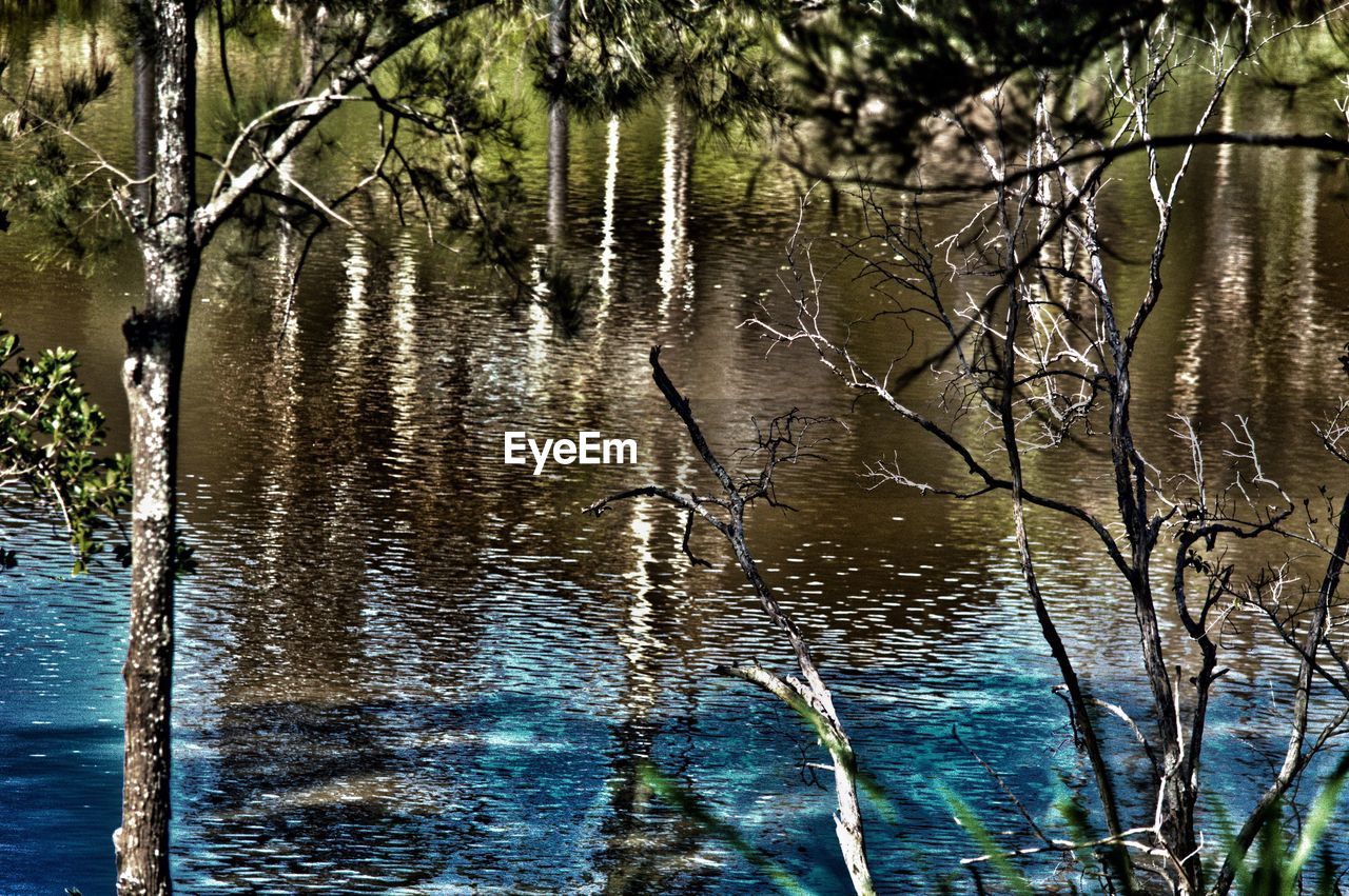 REFLECTION OF TREES ON LAKE