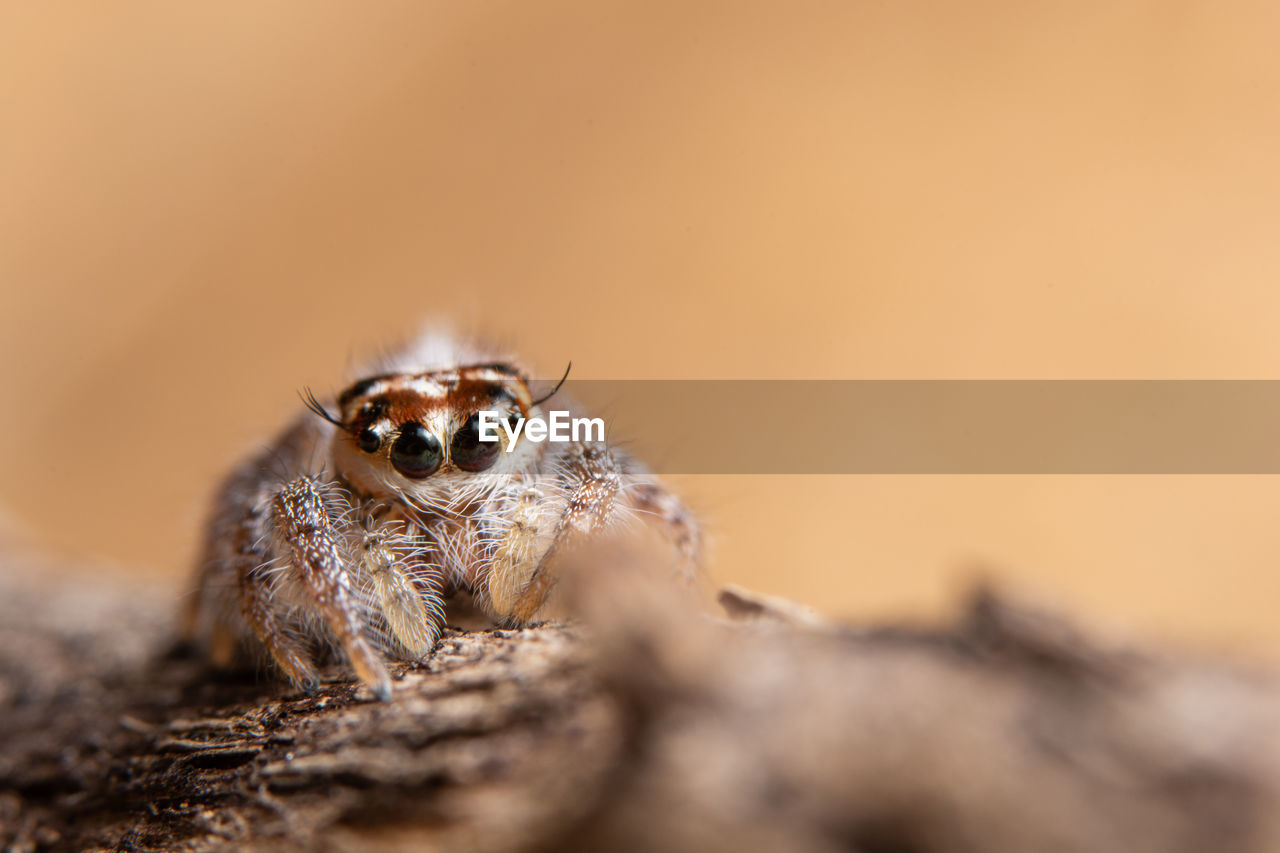 Close-up of spider on tree trunk