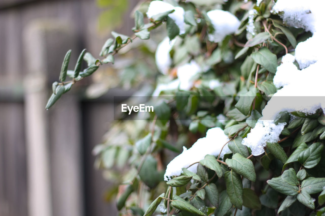 CLOSE-UP OF SNOW ON PLANT