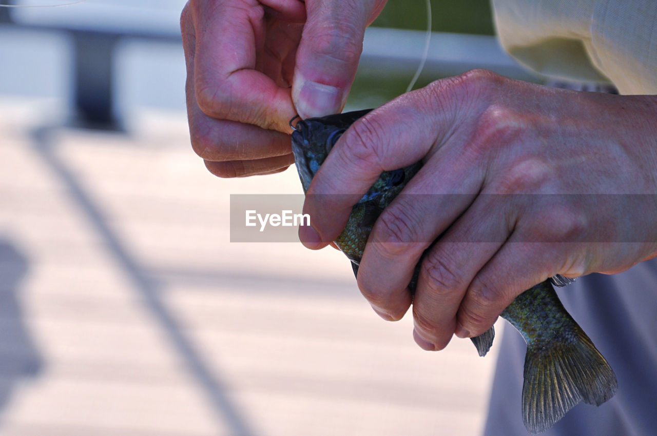 Close-up of human hands holding fish