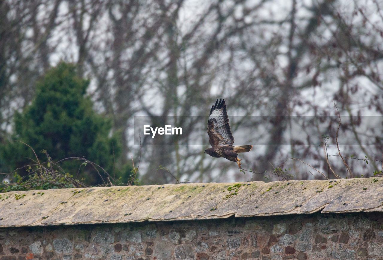 animal themes, animal, wildlife, animal wildlife, bird, one animal, tree, flying, day, no people, nature, focus on foreground, plant, branch, spread wings, bird of prey, outdoors, wall, low angle view, architecture, built structure