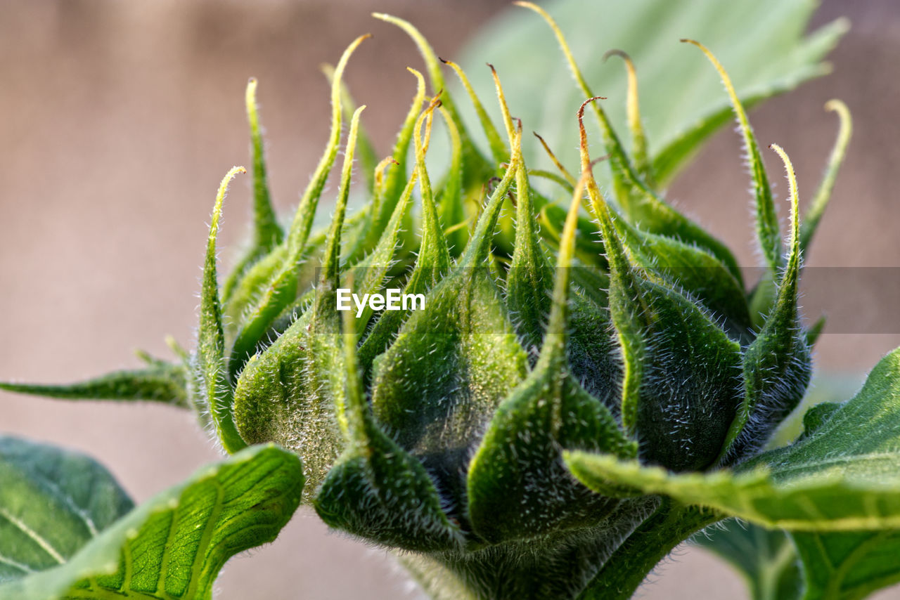 Close-up of succulent plant