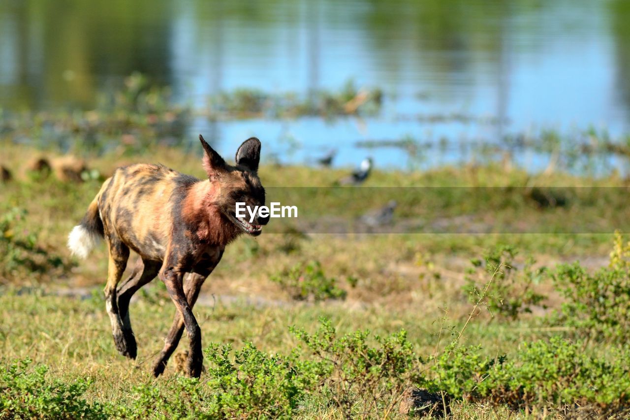 African wild dog on field