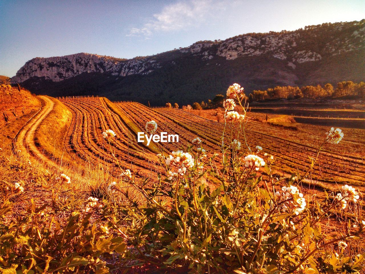 Scenic view of agricultural field against sky