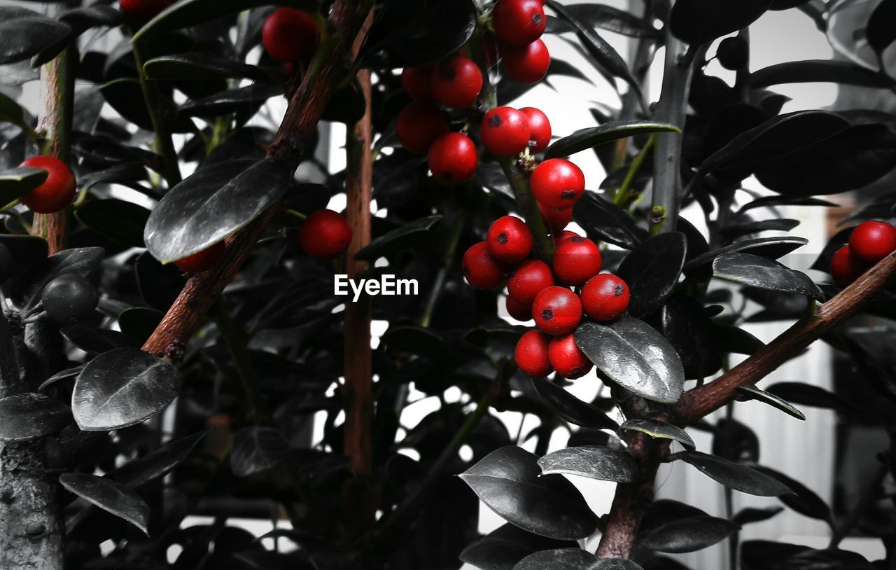 CLOSE-UP OF TOMATOES ON TREE