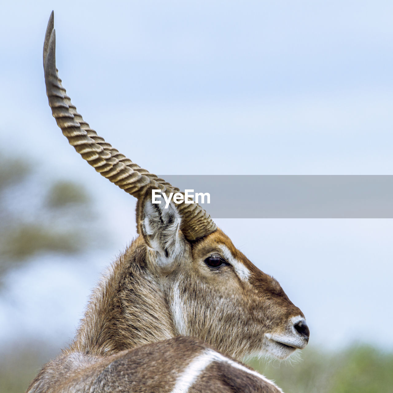 Close-up of antelope against sky