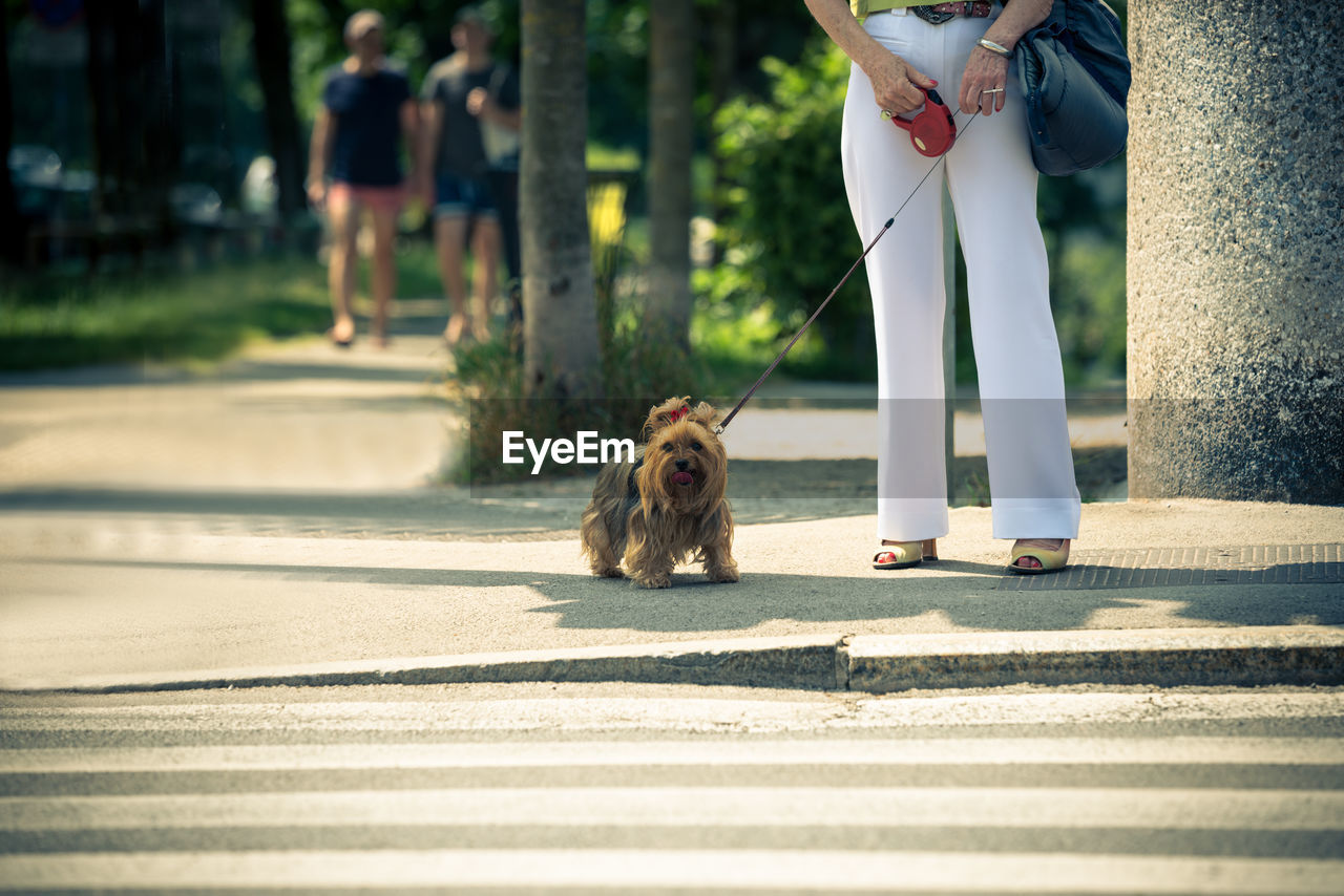 LOW SECTION OF PERSON WITH DOG ON STREET