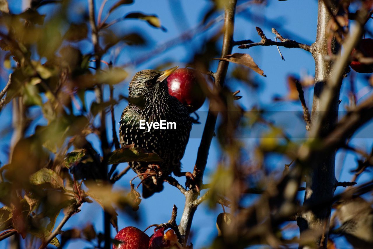 LOW ANGLE VIEW OF BIRDS ON TREE