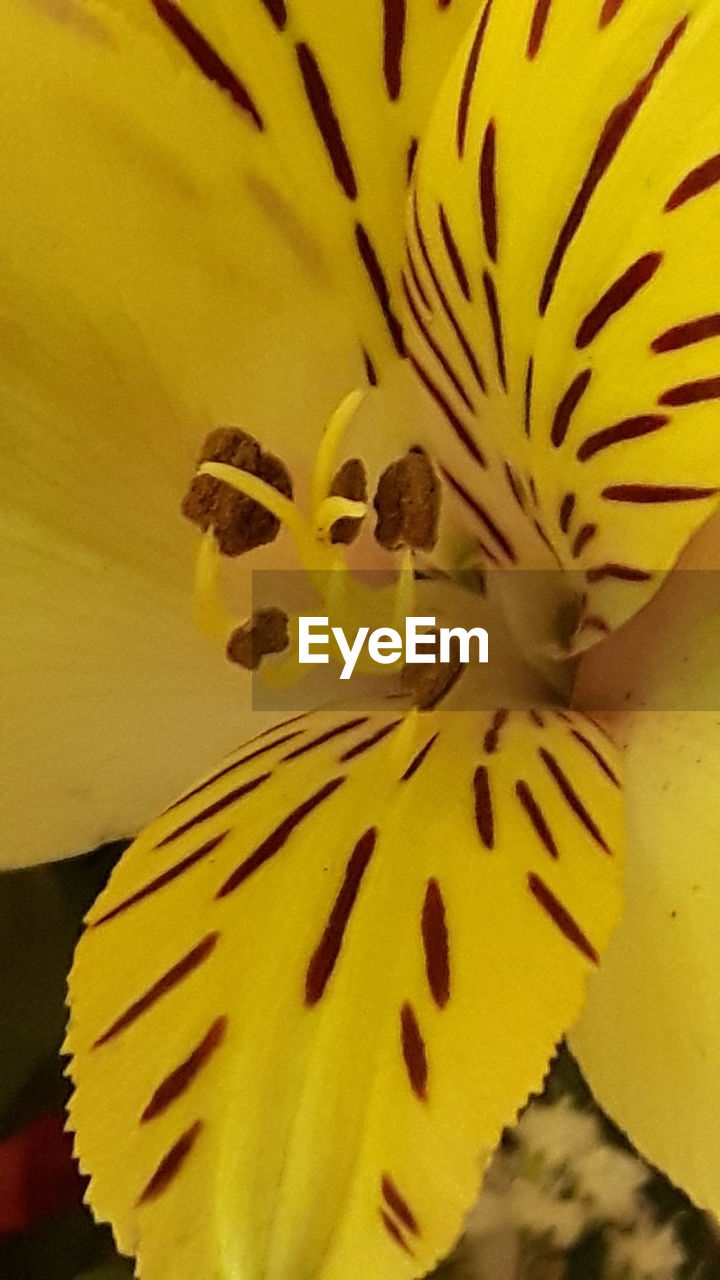 CLOSE-UP OF YELLOW FLOWER