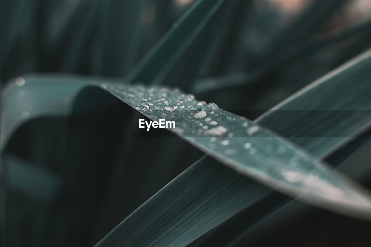 Close-up of raindrops on leaf