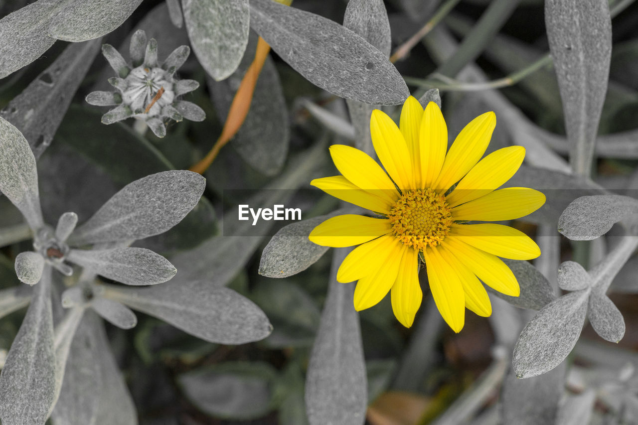 CLOSE-UP OF YELLOW FLOWERING PLANT IN BLOOM