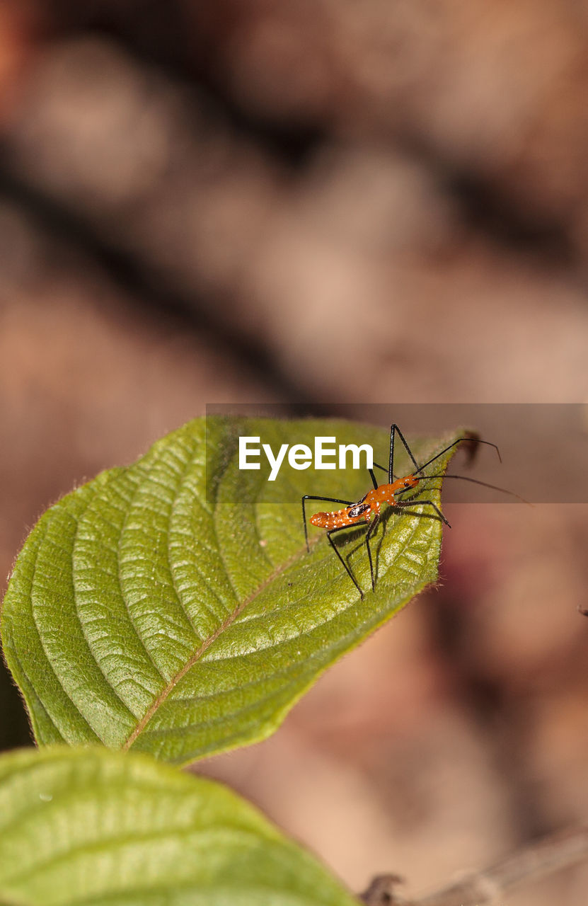 Orange adult milkweed assassin bug, zelus longipes linnaeus on a leaf in a vegetable garden 