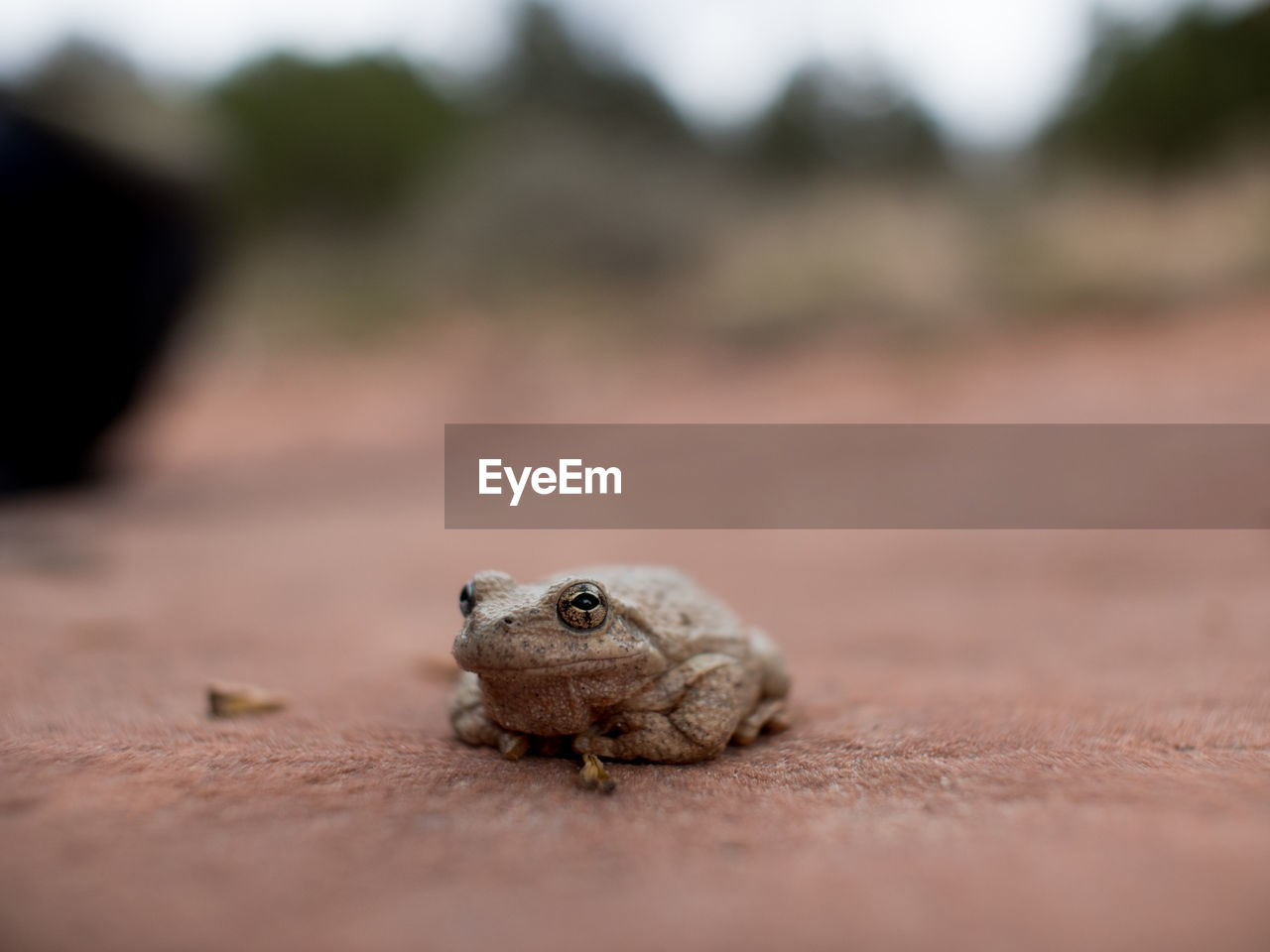 Portrait of frog on field