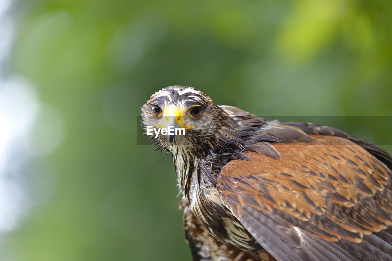 Close-up of eagle looking at camera