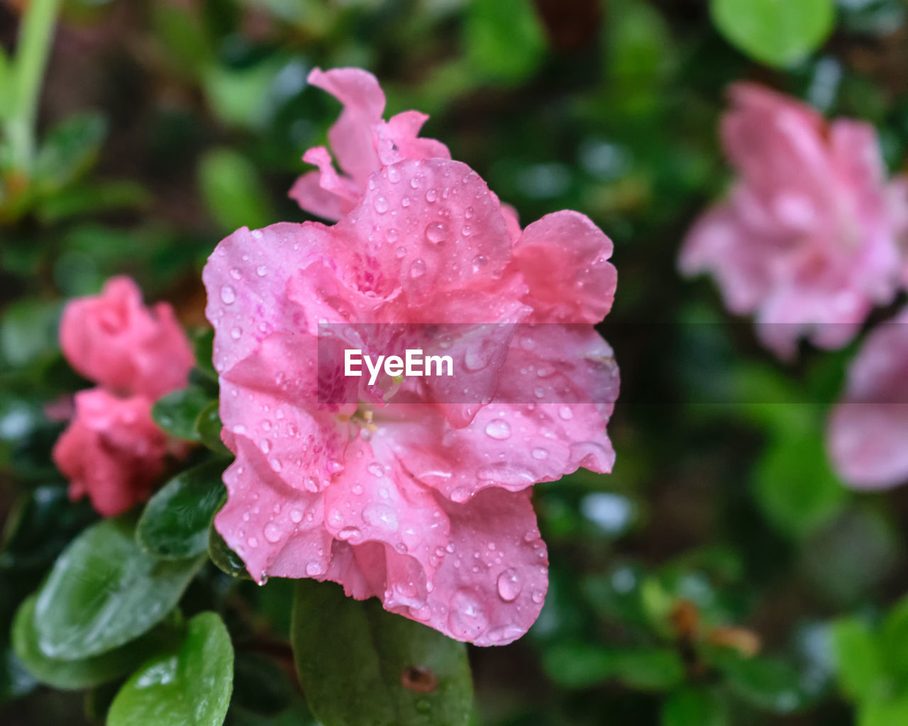 CLOSE-UP OF RAINDROPS ON PINK FLOWER BLOOMING OUTDOORS