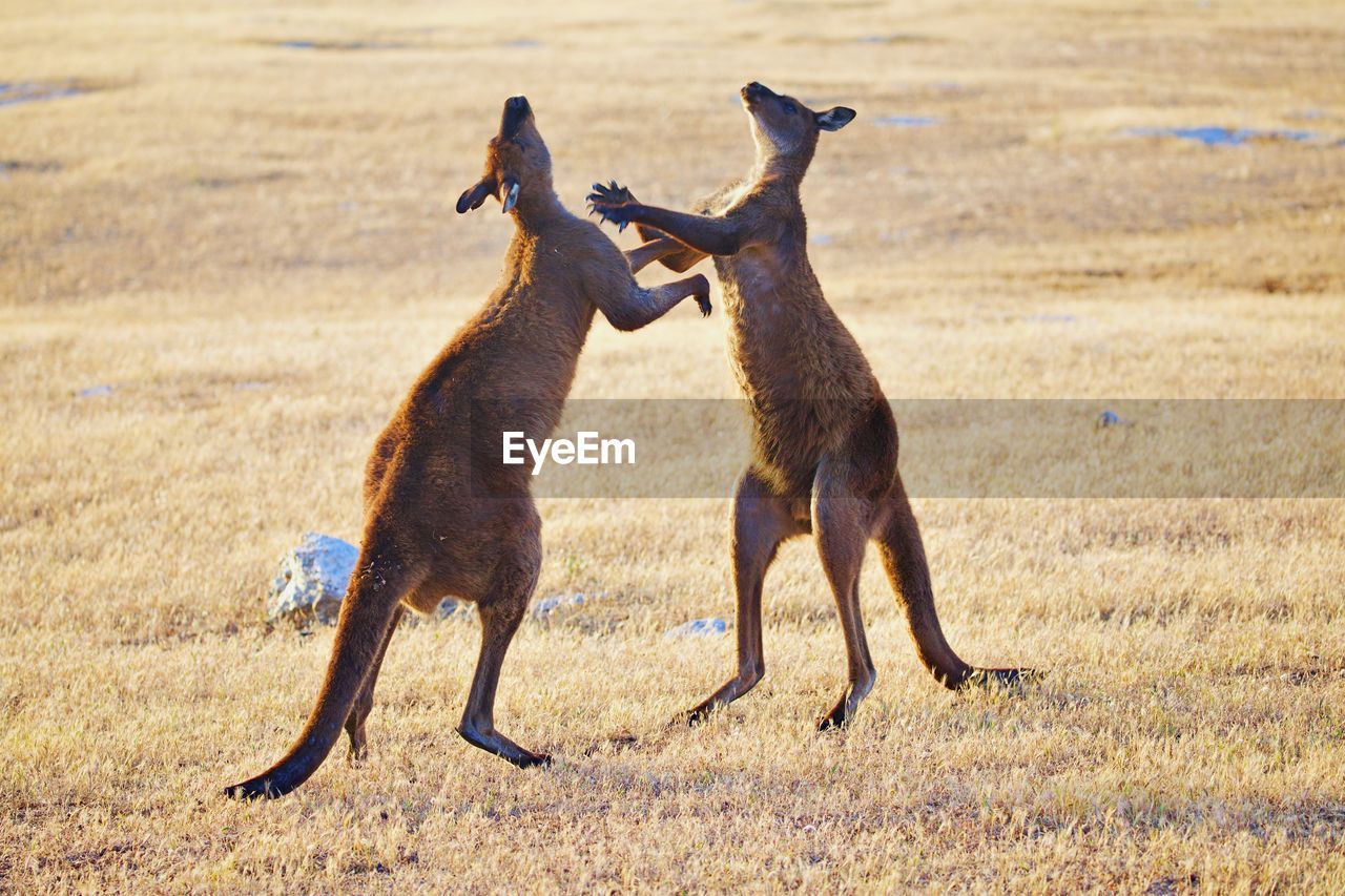 Side view of two kangaroos on field