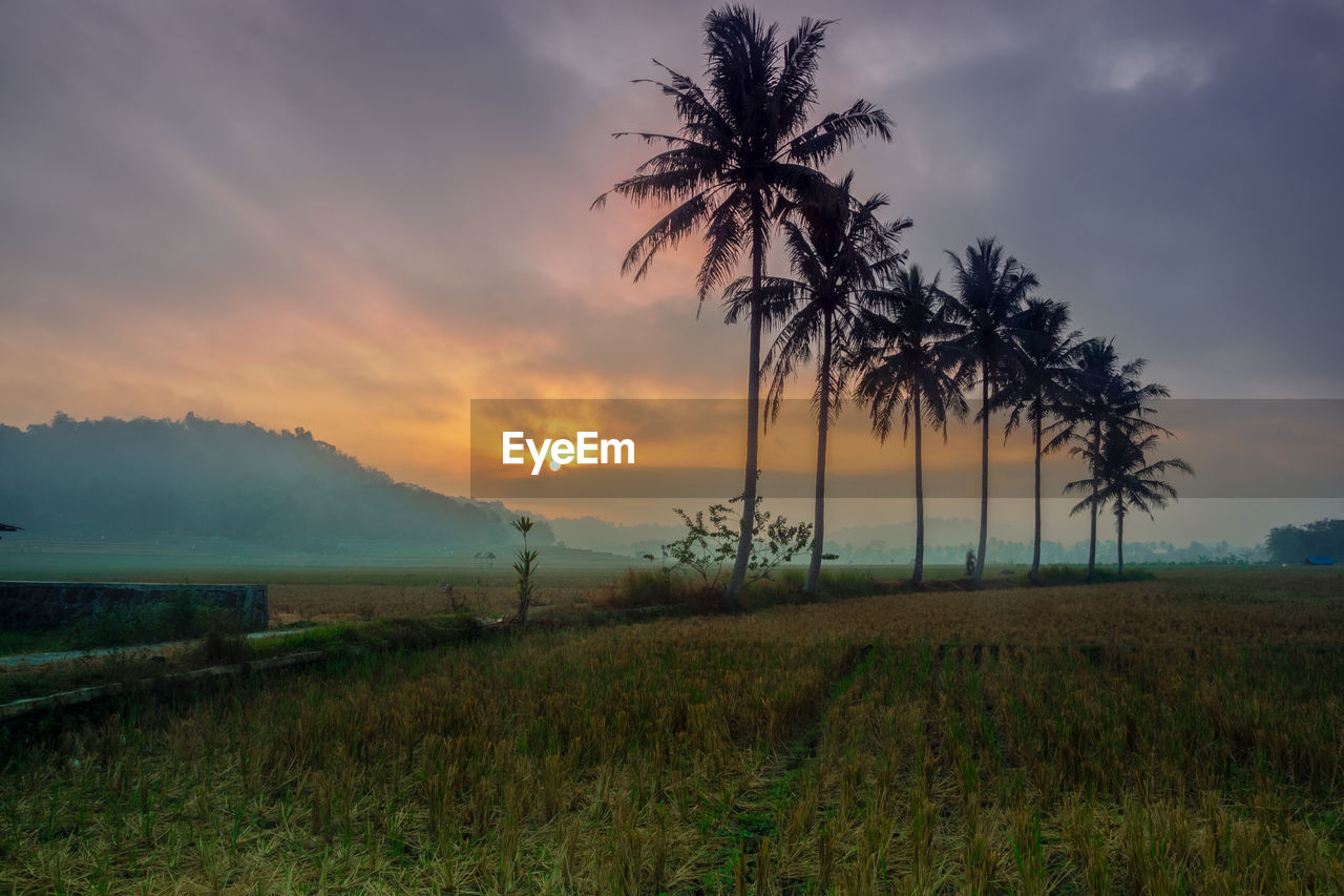 Scenic view of field against sky during sunset