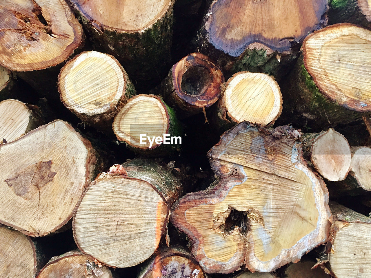 CLOSE-UP OF LOGS IN FOREST