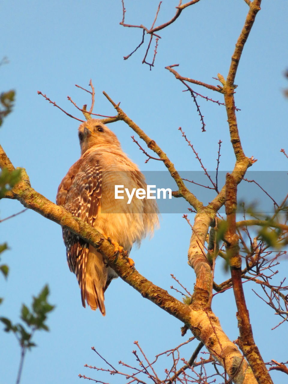 LOW ANGLE VIEW OF OWL PERCHING ON TREE