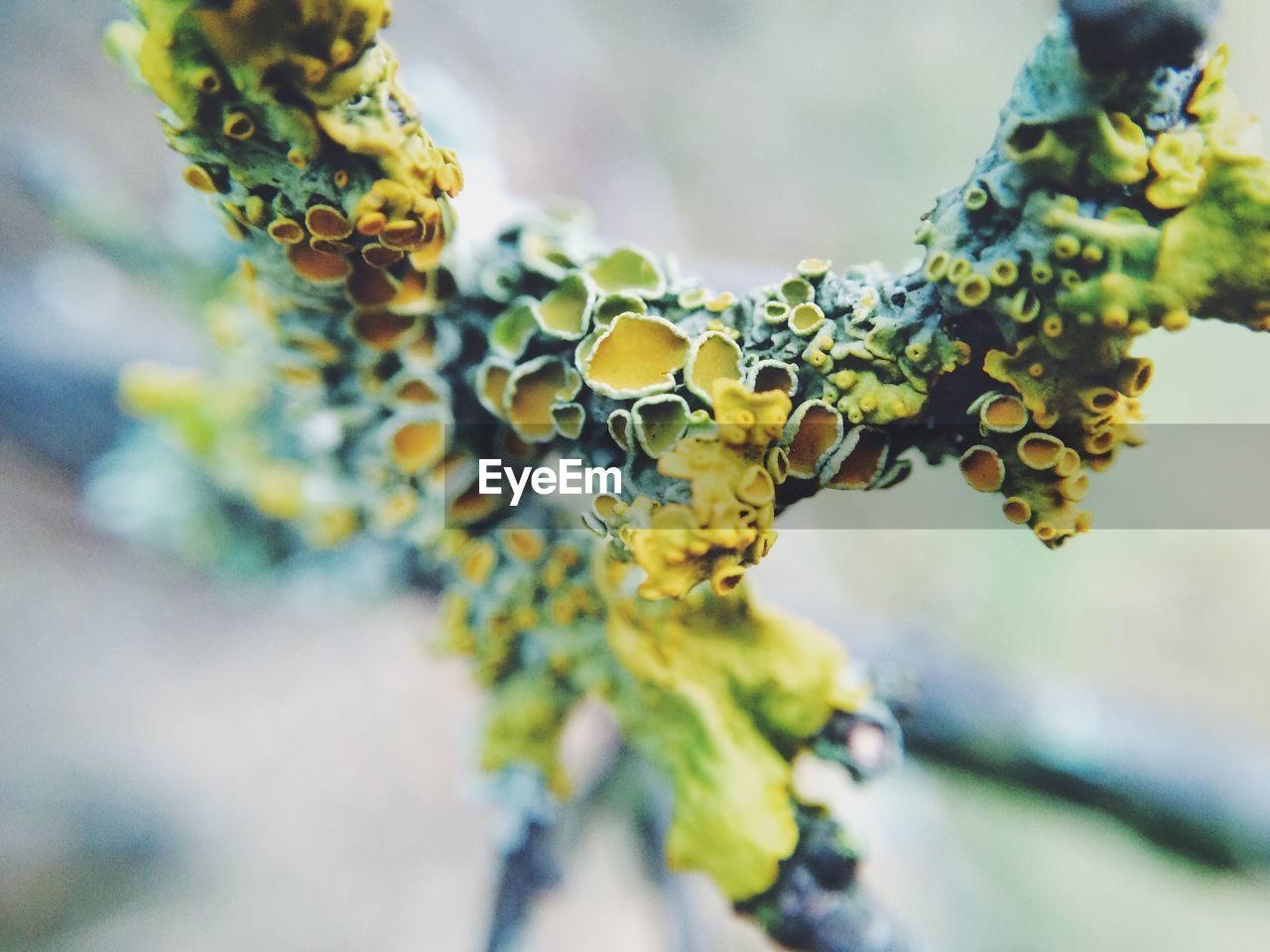 Close-up of yellow flower growing on tree