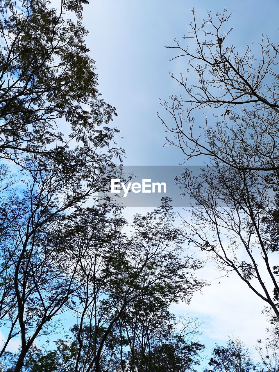 LOW ANGLE VIEW OF TREES AGAINST SKY