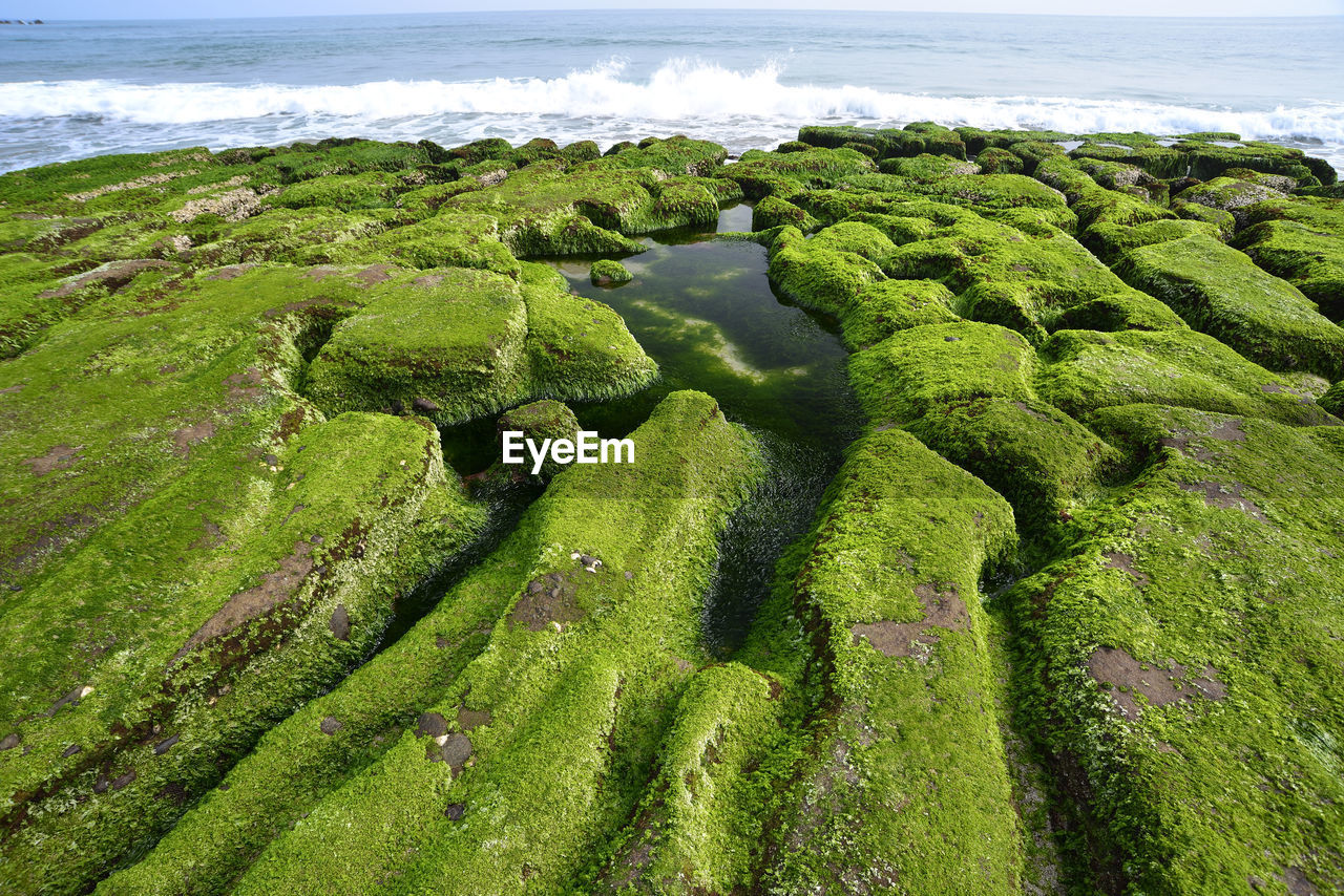 PLANTS GROWING ON BEACH