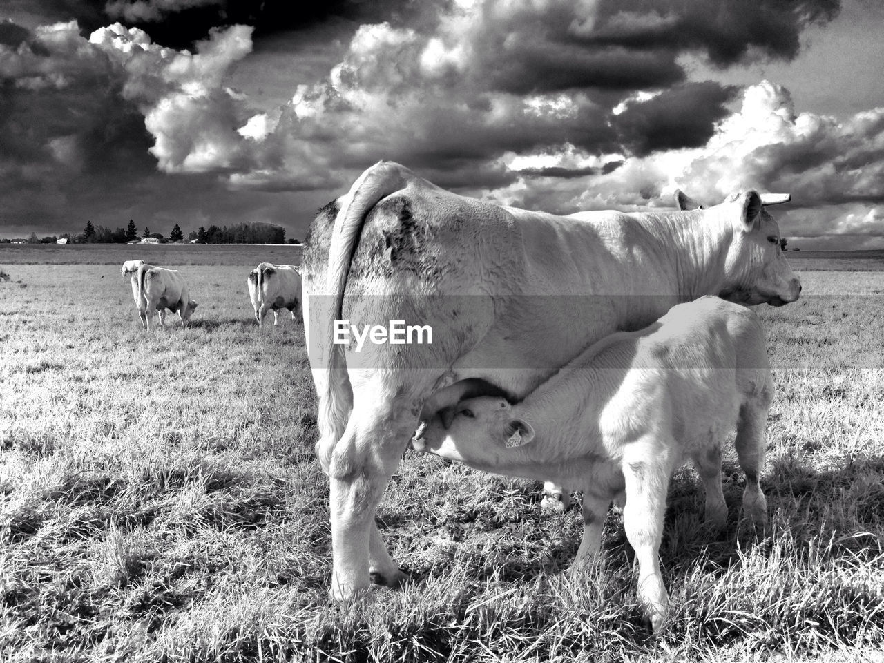 Cow feeding calf on grassy field