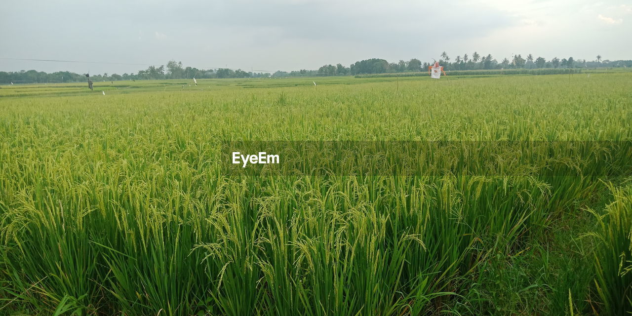 SCENIC VIEW OF AGRICULTURAL FIELD