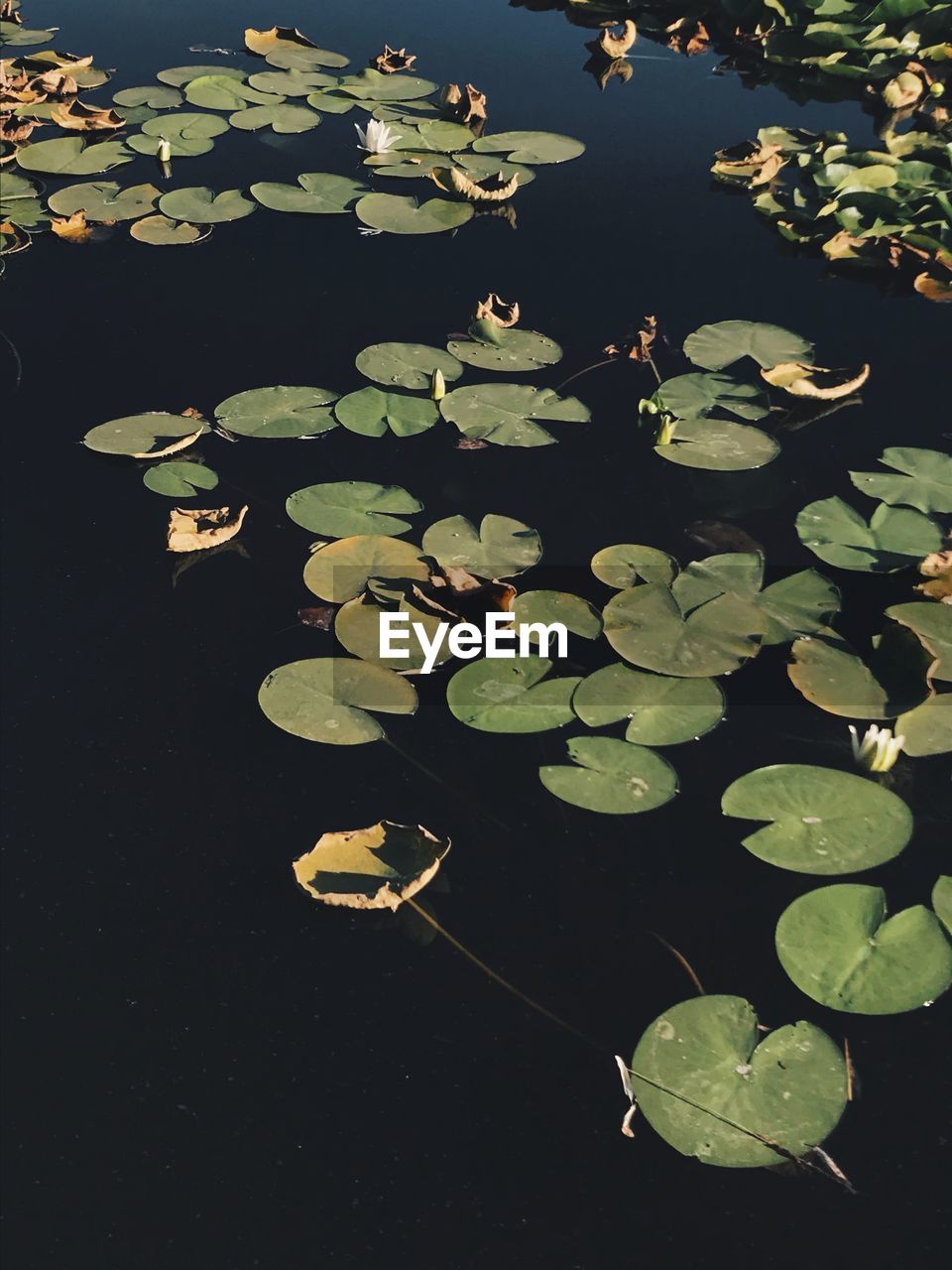 High angle view of water lilies on pond