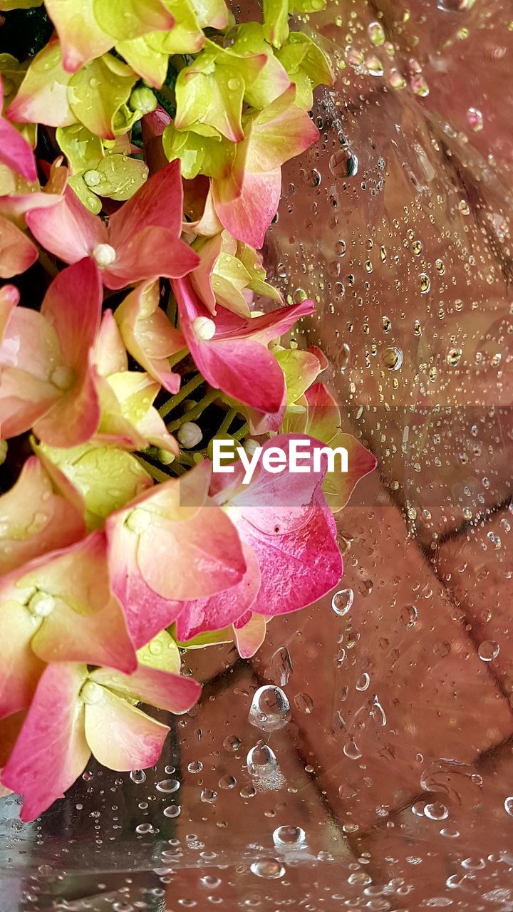 CLOSE-UP OF PINK FLOWERS WITH WATER DROPS