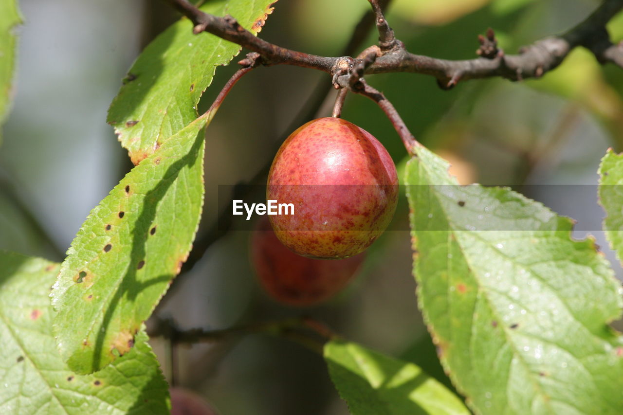 Close-up of fruits growing on tree