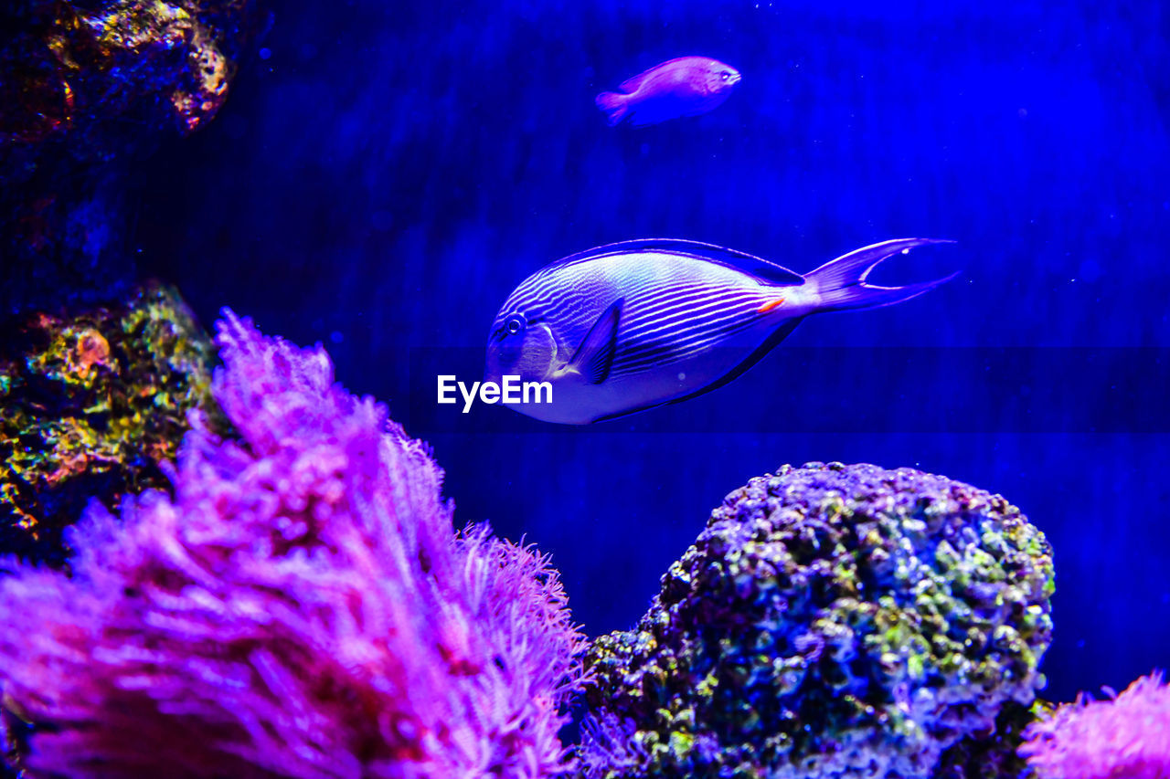 Jellyfish swimming in sea