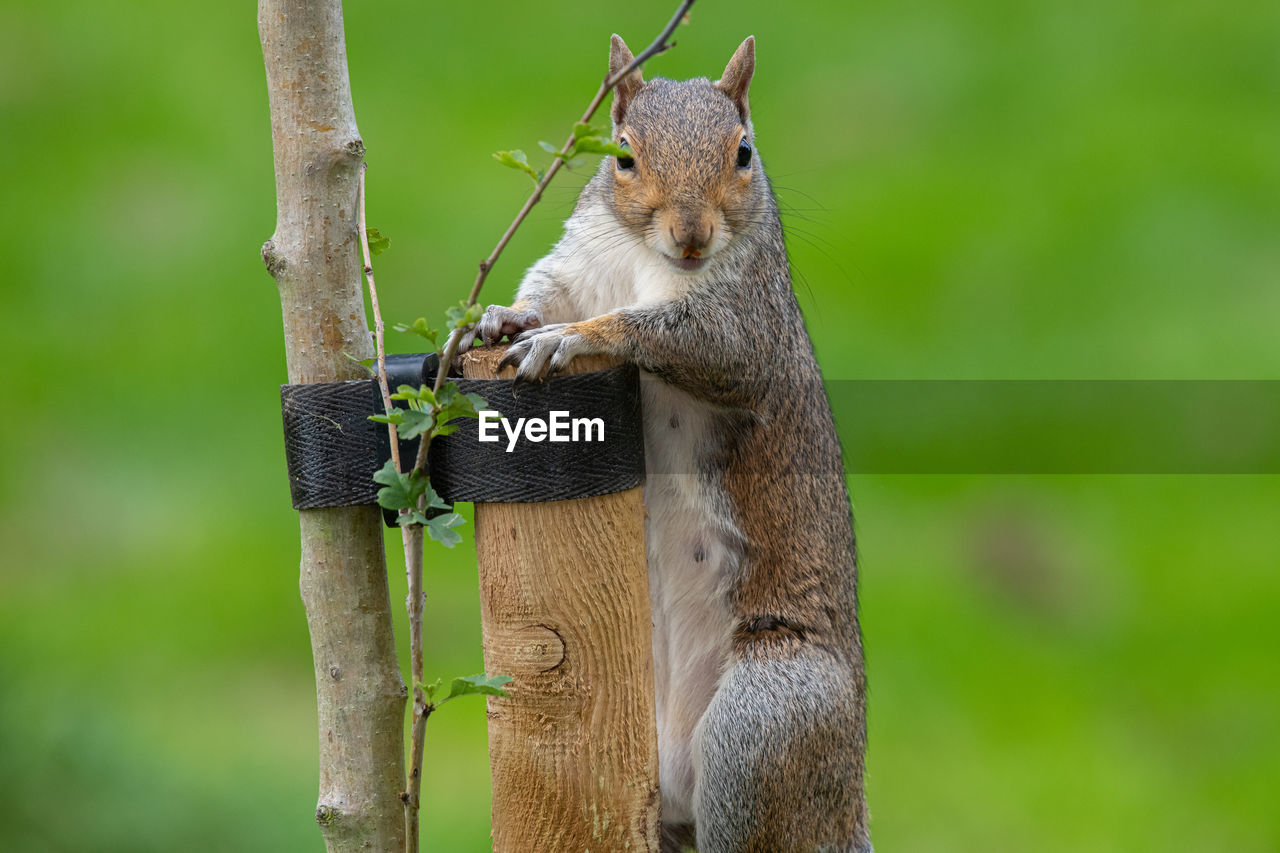 Portrait of an eastern grey squirrel climbing a wooden post