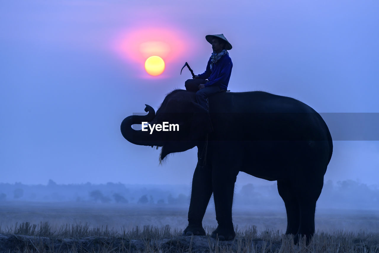 Silhouette man sitting on elephant against sky
