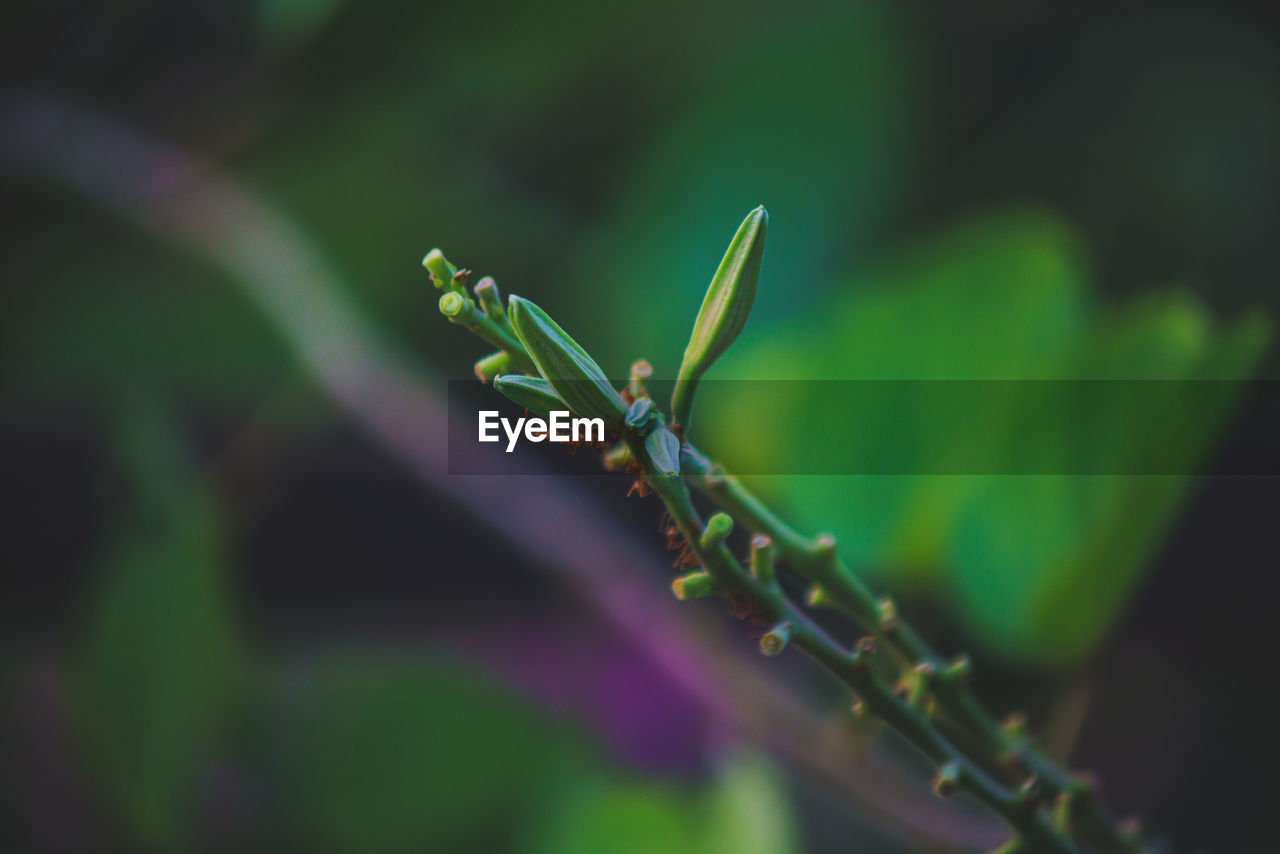 CLOSE-UP OF GREEN PLANT