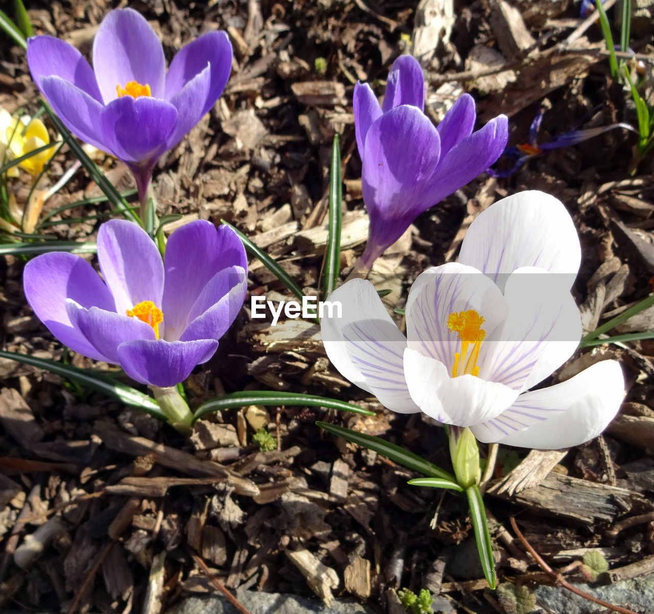 CLOSE-UP OF PURPLE CROCUS