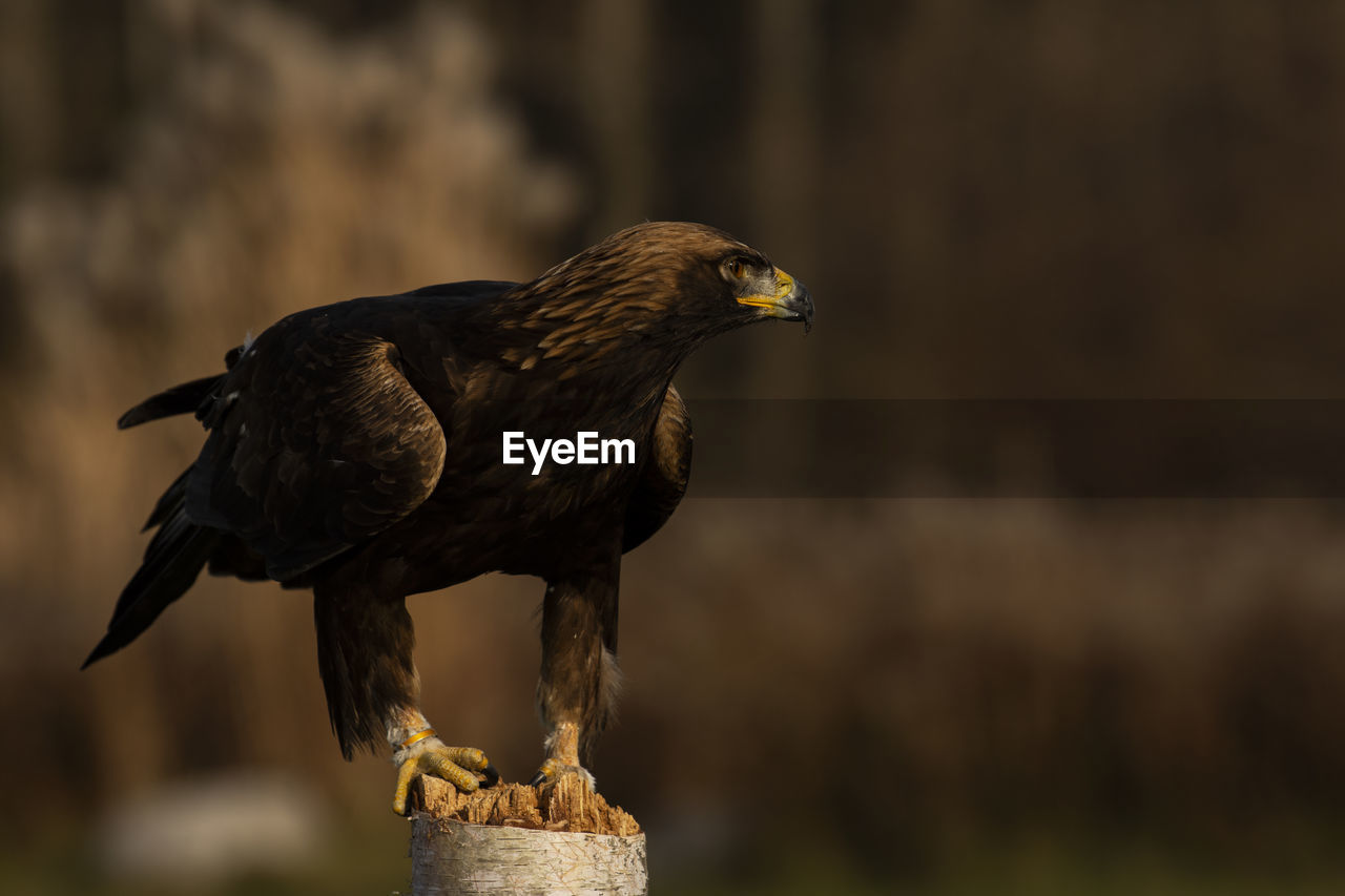 A trained european golden eagle perches on a post. scientific name, aquila chrysaetos