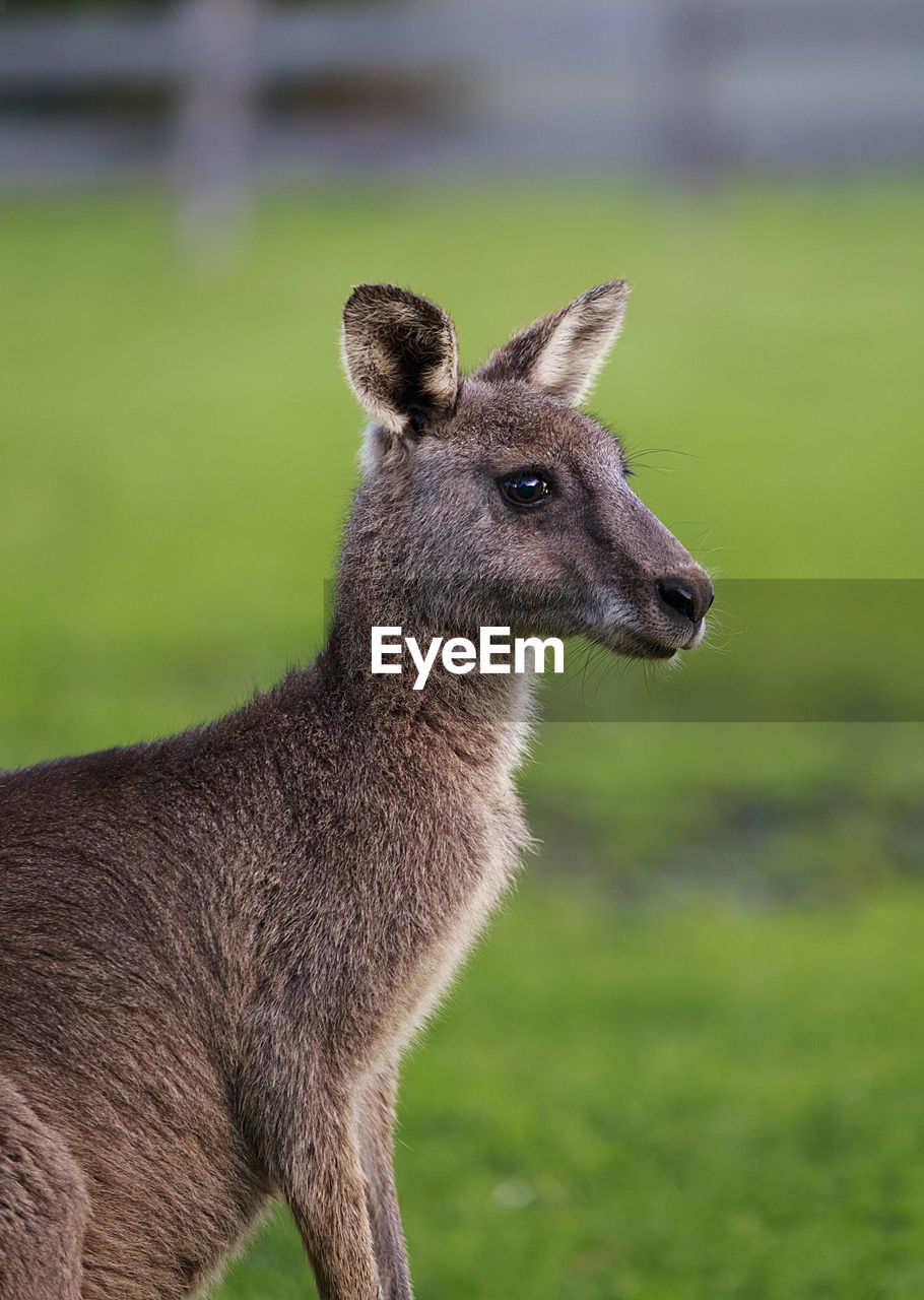 Lovely kangaroo , australia