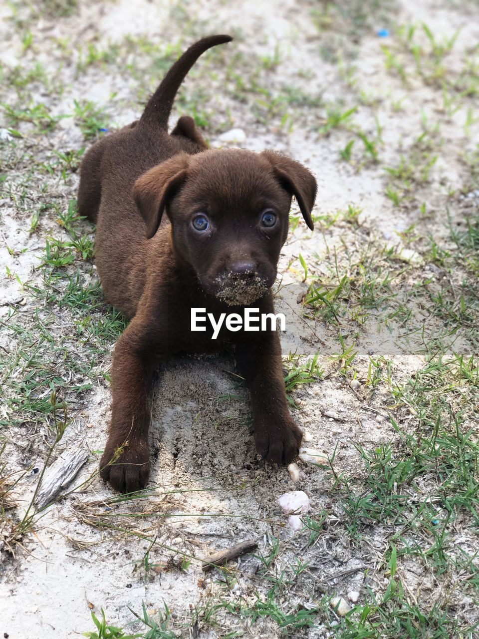 PORTRAIT OF PUPPY STANDING ON ROCK