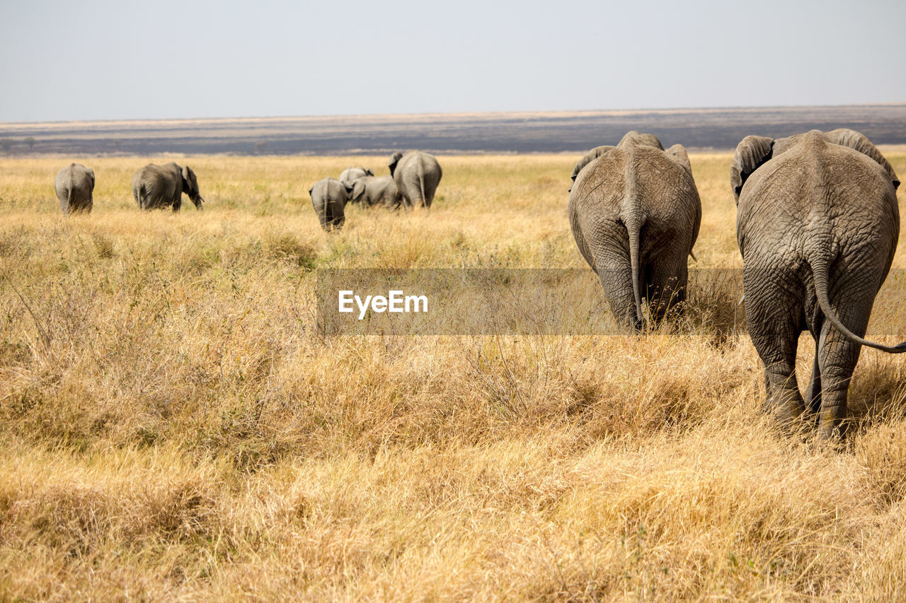 Elephants on grassy field at ngorongoro conservation area