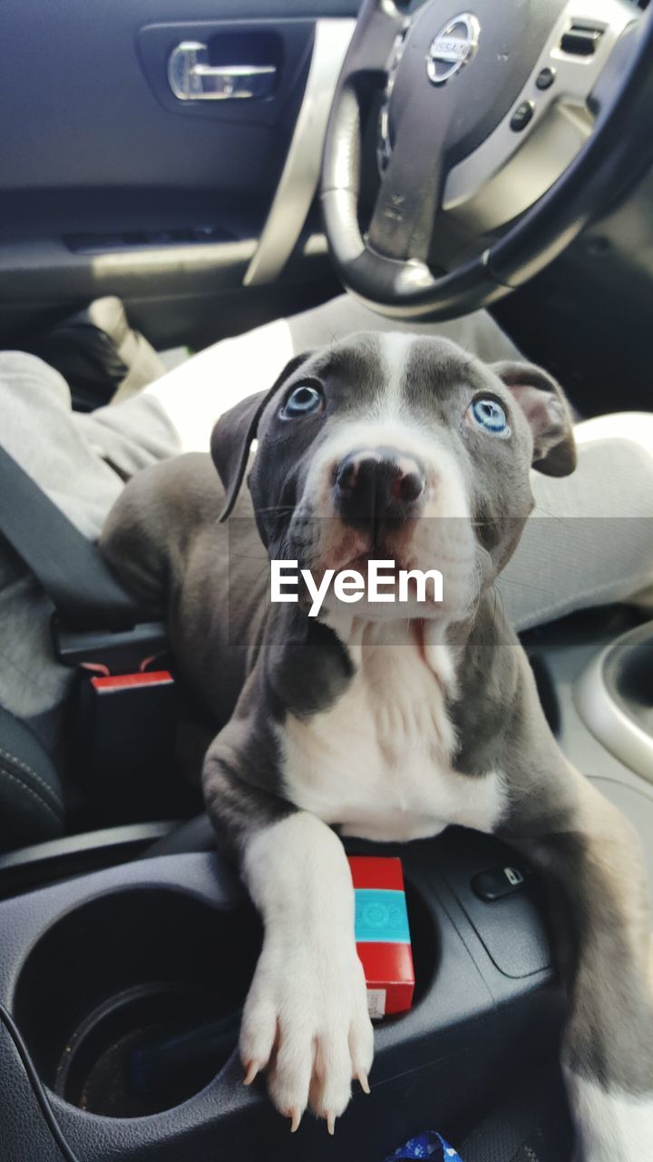 PORTRAIT OF DOG WITH CAR IN BUS