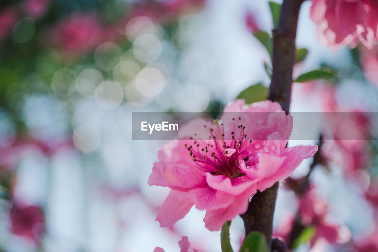 CLOSE-UP OF PINK CHERRY BLOSSOM ON TREE