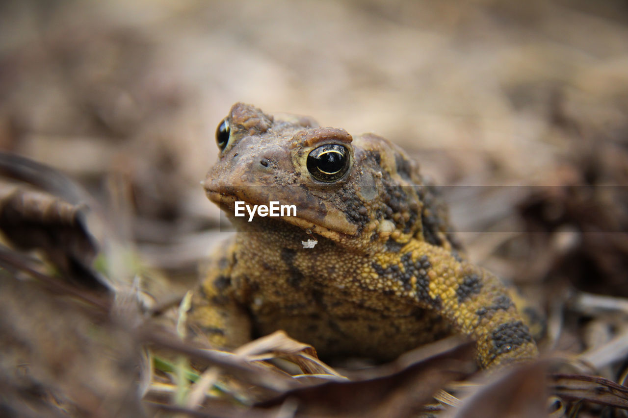 Close-up of frog on field