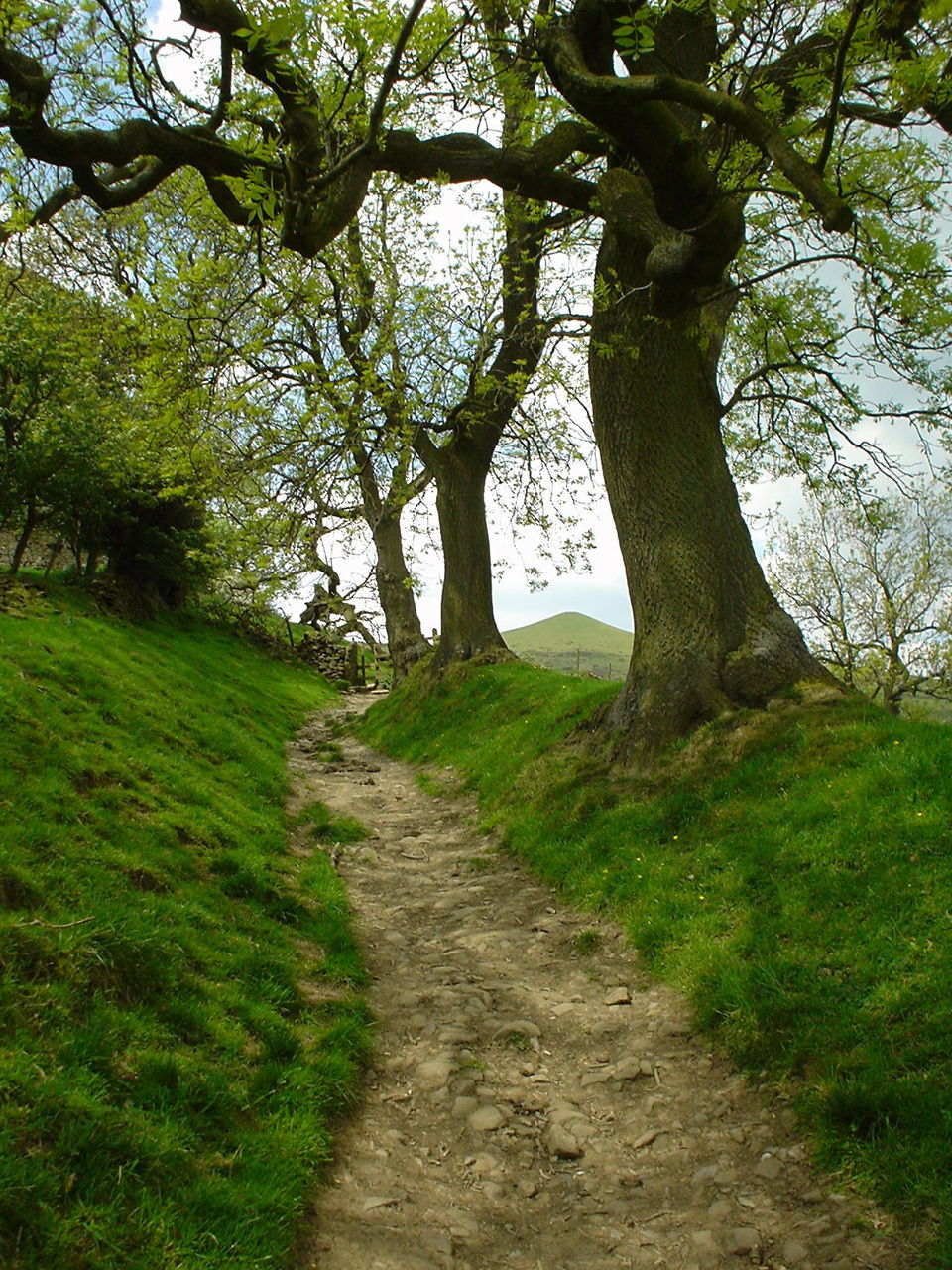 VIEW OF TREES IN FOREST