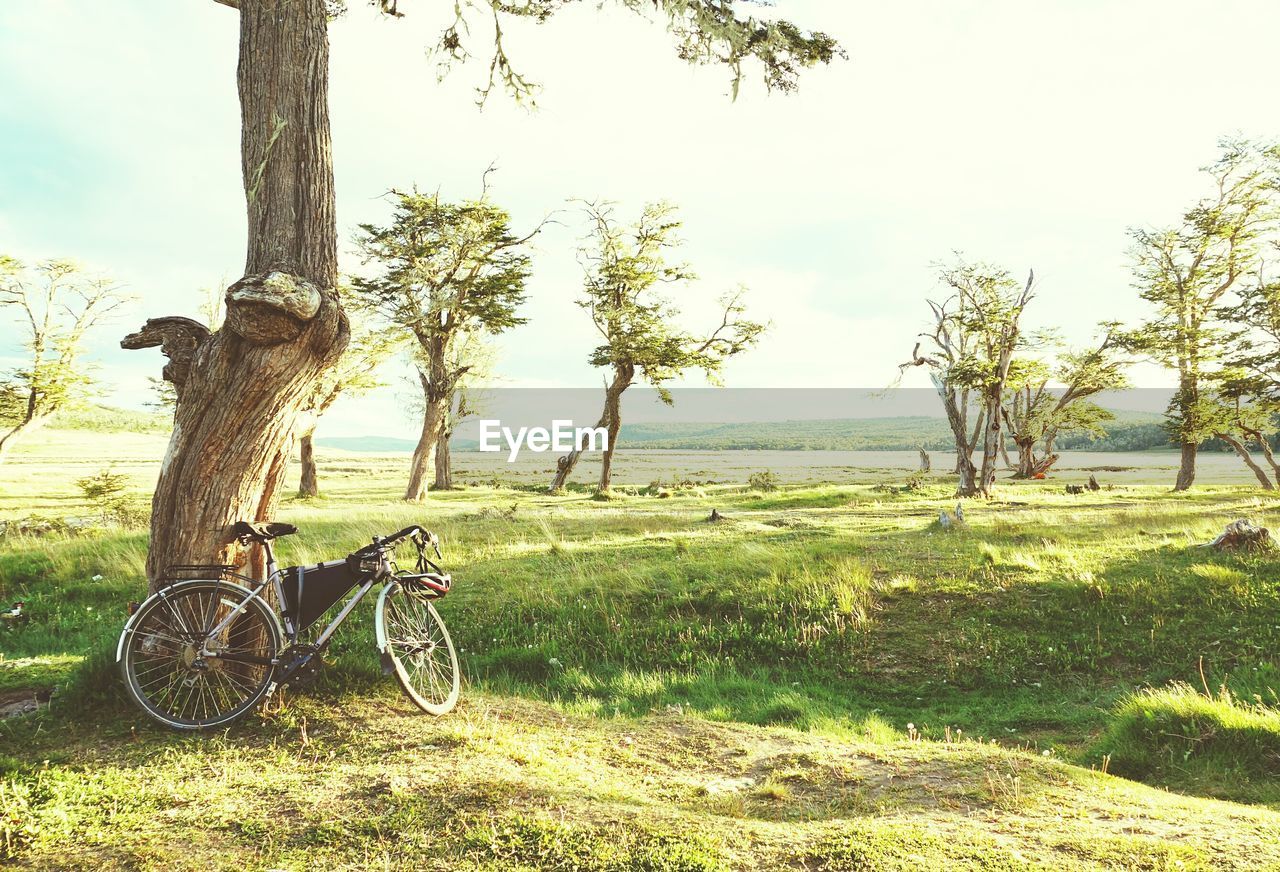 View of bicycle leaning against tree in garden