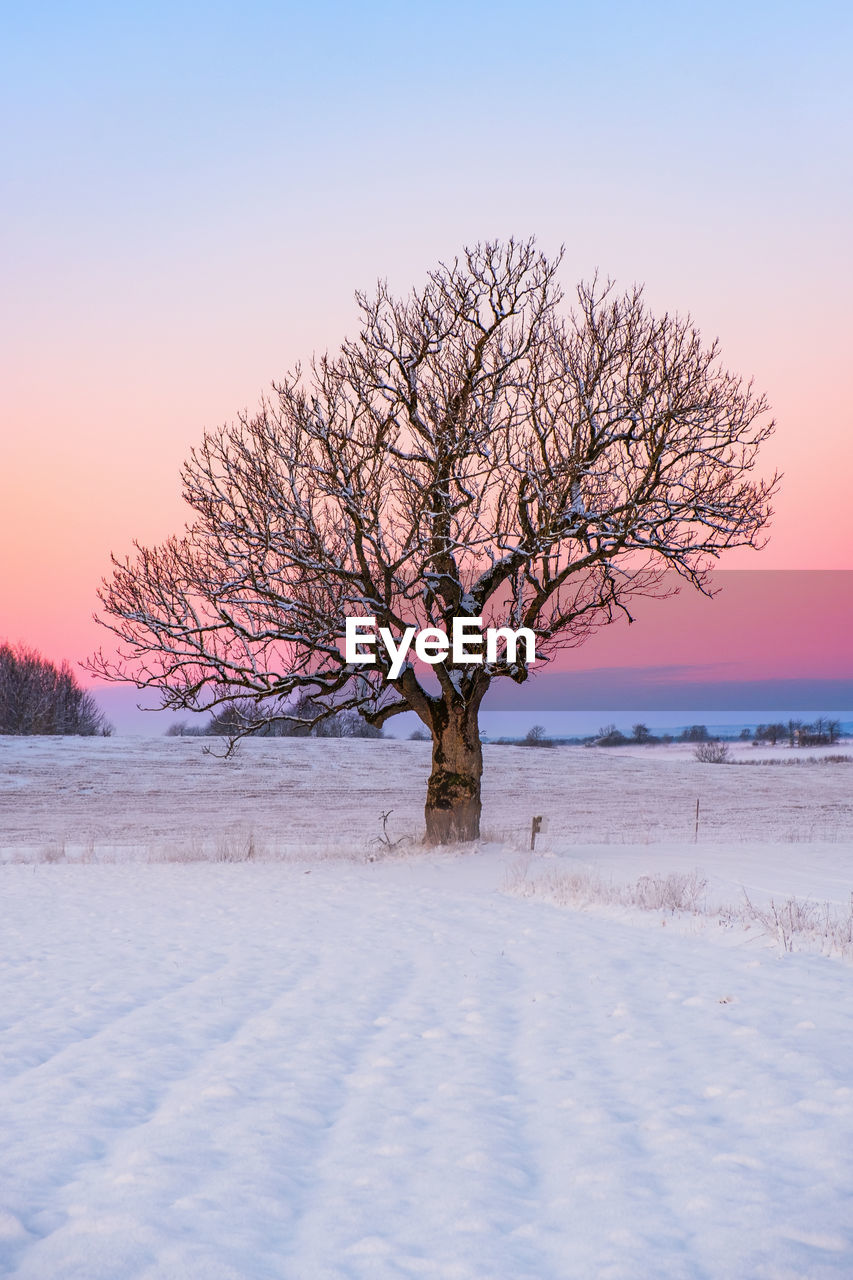 Bare tree on snow covered field during sunset