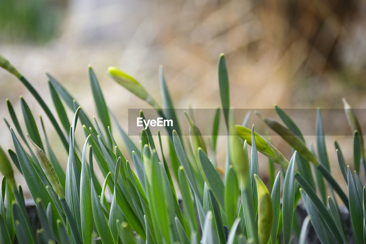 Close-up of fresh grass in field