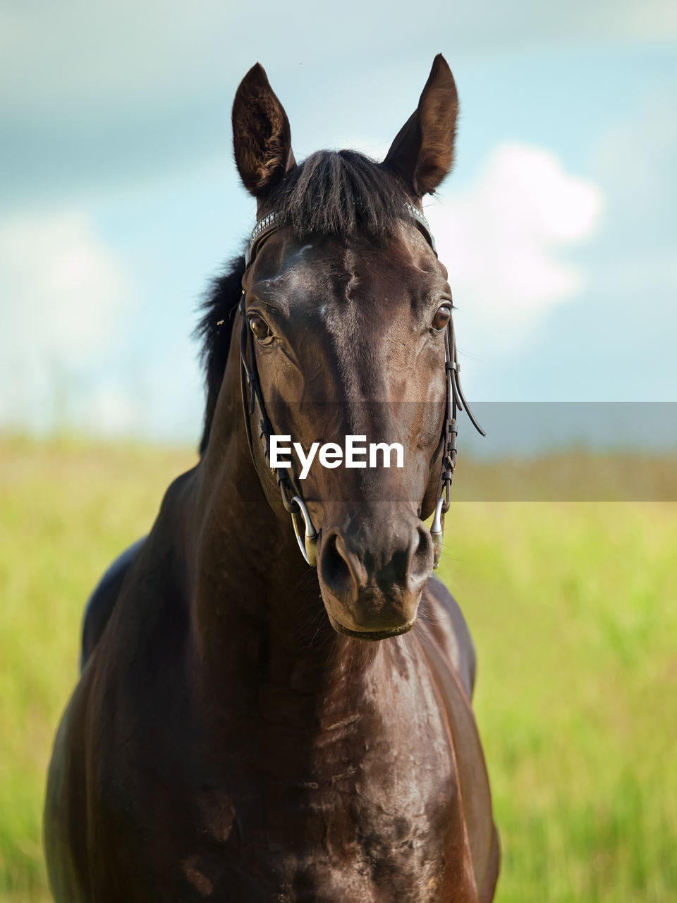 Close-up of horse on field against sky