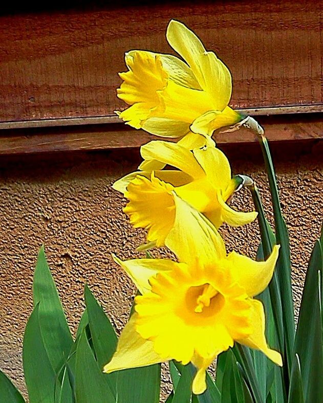 CLOSE-UP OF YELLOW FLOWERS BLOOMING